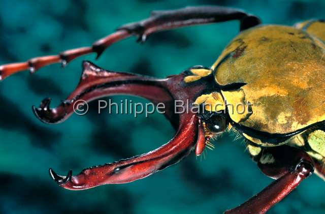 Dicranocephalus wallichi.JPG - in "Portraits d'insectes" ed. SeuilDicranocephalus wallichiCetoine maleFlower beetleColeopteraCetoniidaeTaiwan